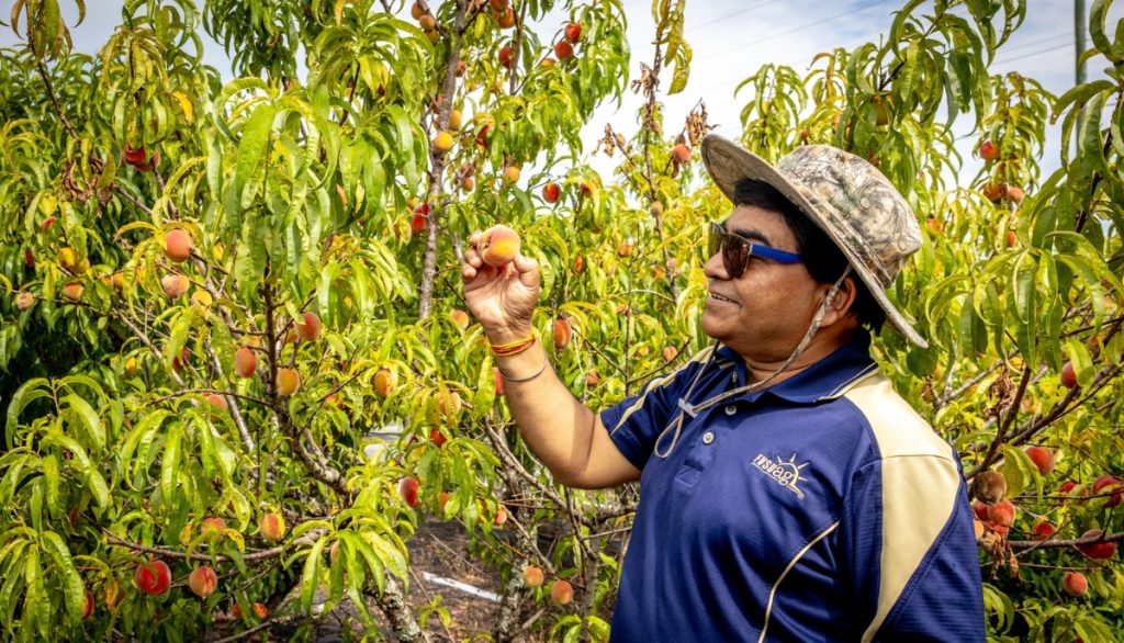 Fort Valley State University scientist harvesting a ripe peach on the campus research plot.