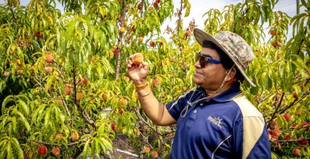 Fort Valley State University scientist harvesting a ripe peach on the campus research plot.