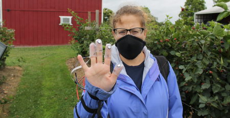 scientist in a blackberry field wearing a device with finger nodules for picking blackberries