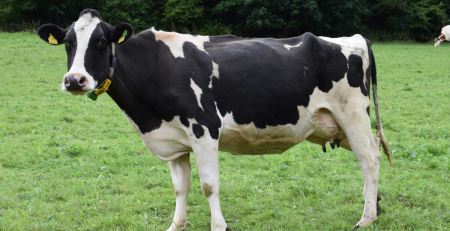 dairy cow with a tracker collar