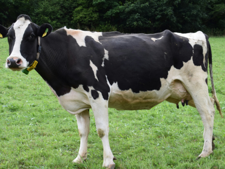dairy cow with a tracker collar