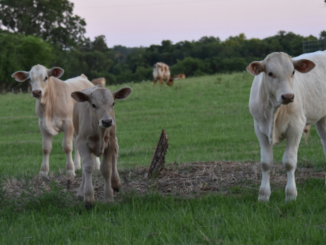 small texas cows