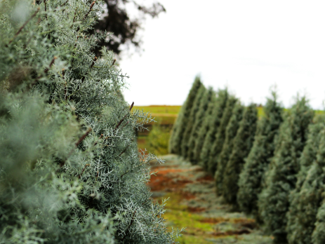 a Christmas tree farm