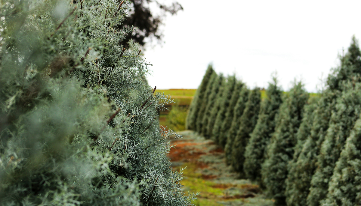 a Christmas tree farm