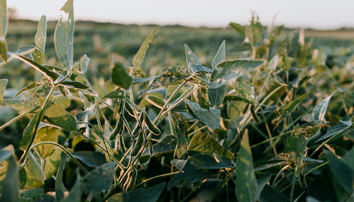 soybean crop