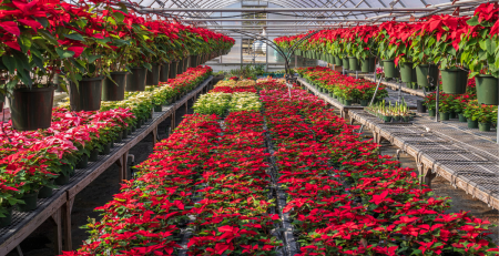 Poinsettias in a greenhouse