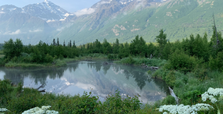 an Alaskan lake surrounded by native and invasive plant species
