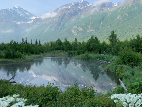 an Alaskan lake surrounded by native and invasive plant species