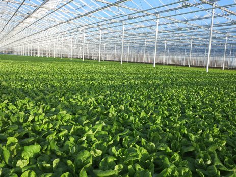 plants growing in a greenhouse