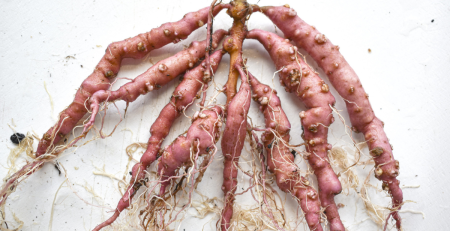 sweet potato root galls