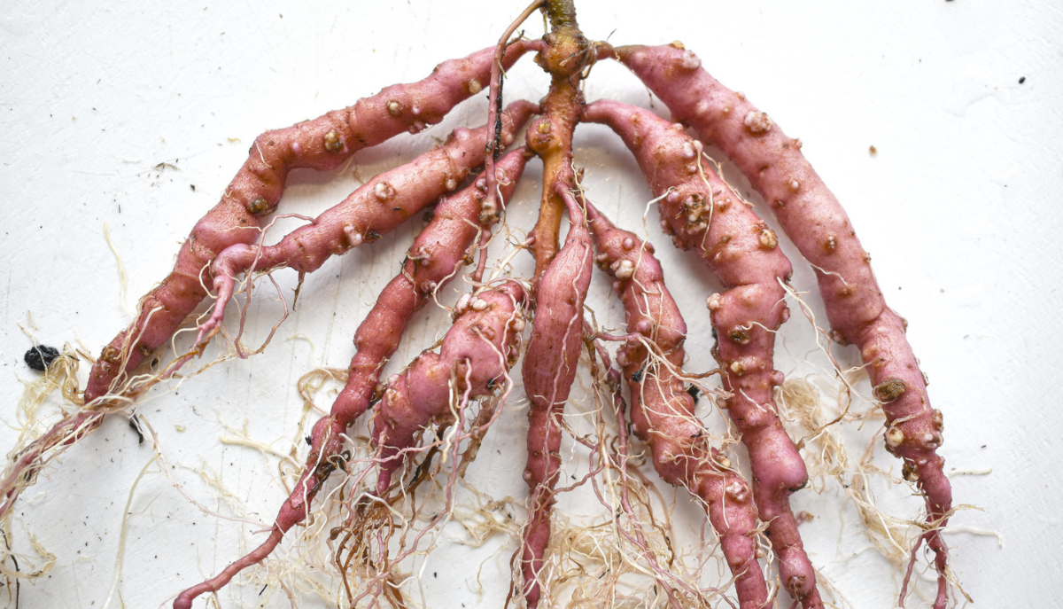 sweet potato root galls