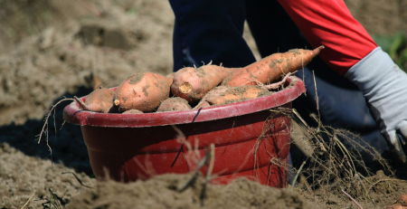 sweet potatoes in a bucket