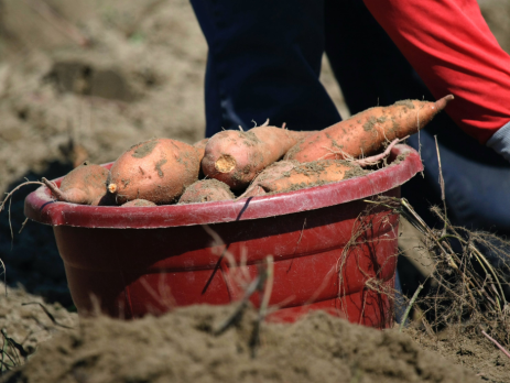 sweet potatoes in a bucket