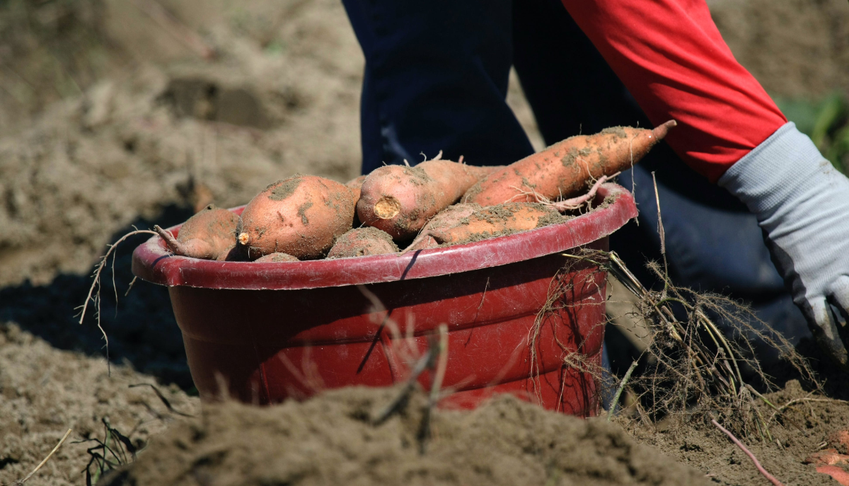 sweet potatoes in a bucket