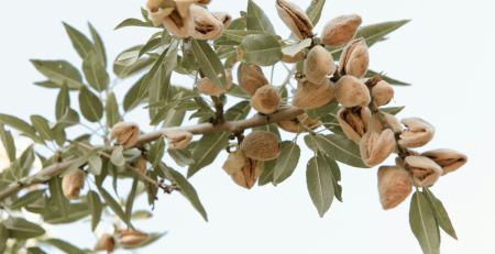 almonds growing on a tree