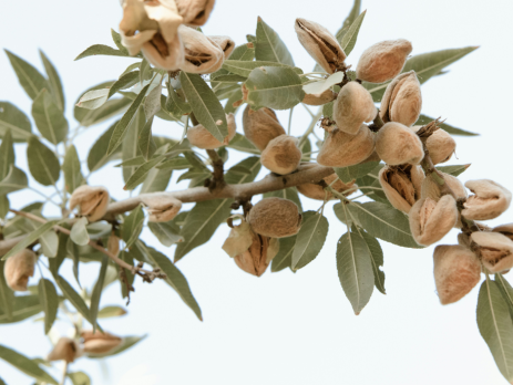 almonds growing on a tree