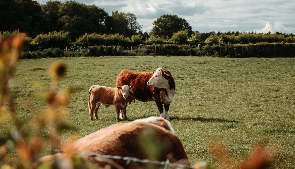 beef cattle in a field