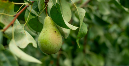 pear growing on a tree