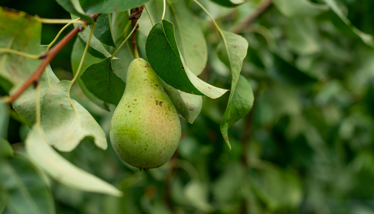 pear growing on a tree