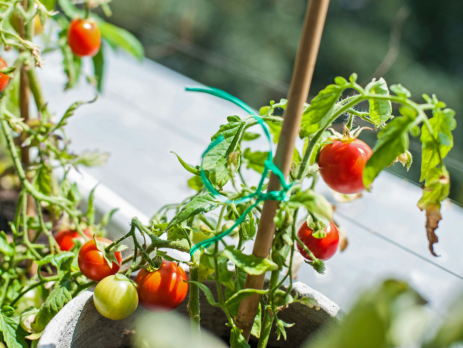 tomato plants growing on a windowsill