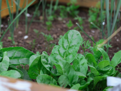 plants growing in a raised garden