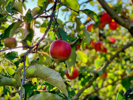 apple tree