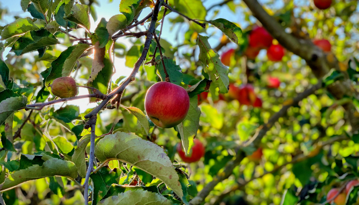apple tree