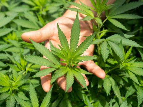 a hand holding a hemp plant