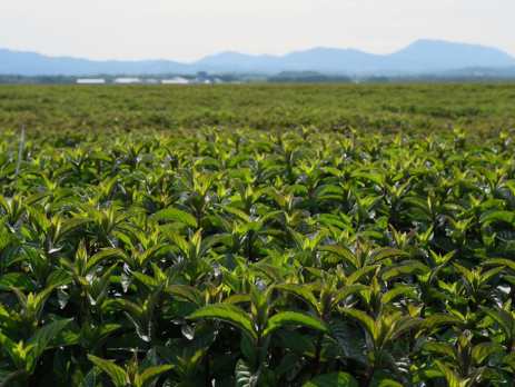 mint field in Oregon with mountain range in the background