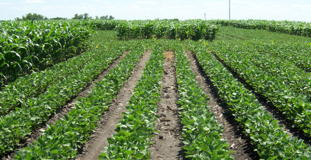 field with rows of crops
