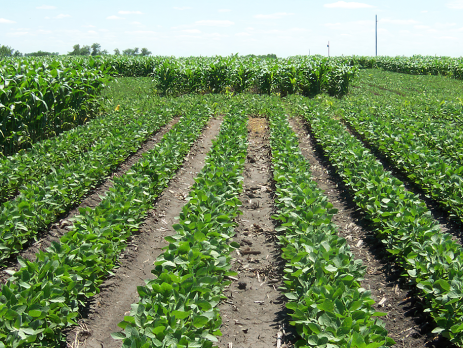 field with rows of crops