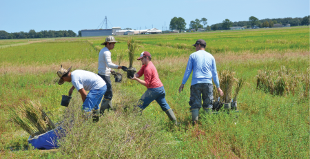 a group of scientists planting experimental crops