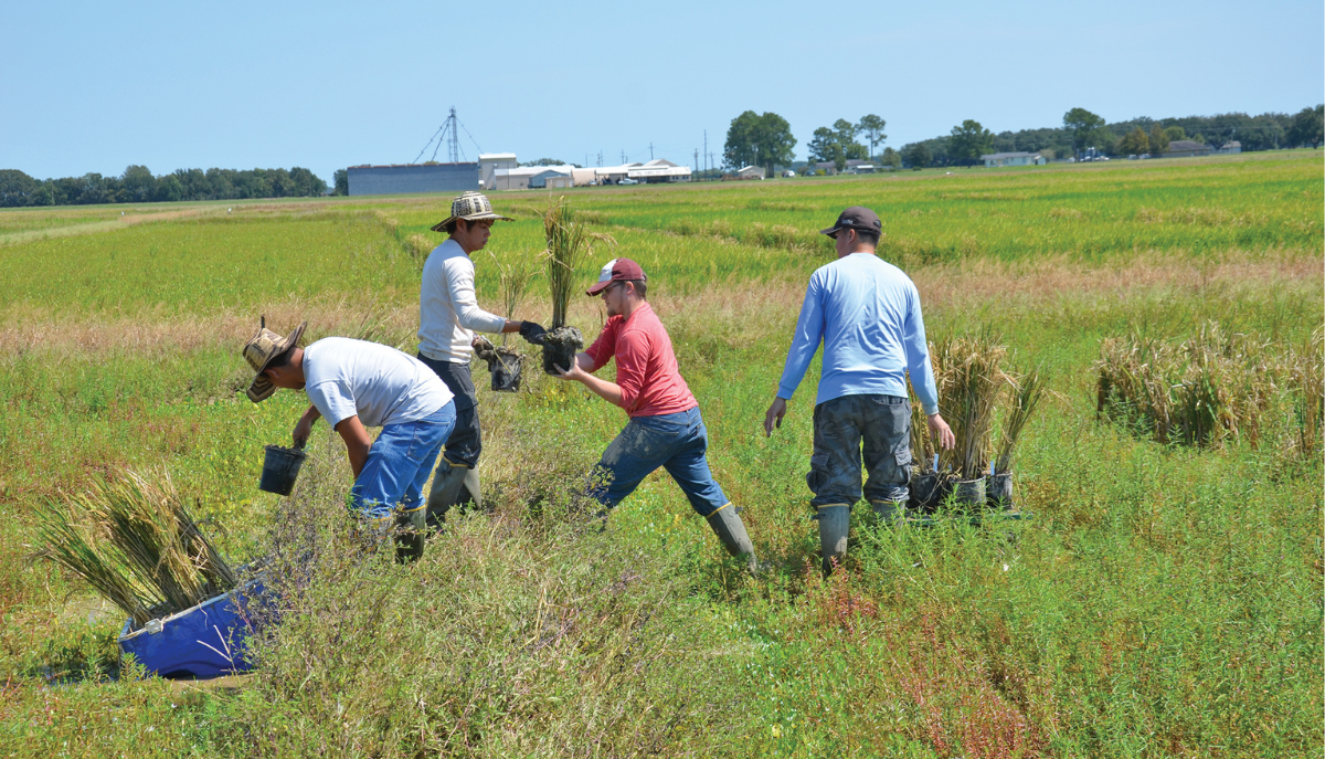 a group of scientists planting experimental crops