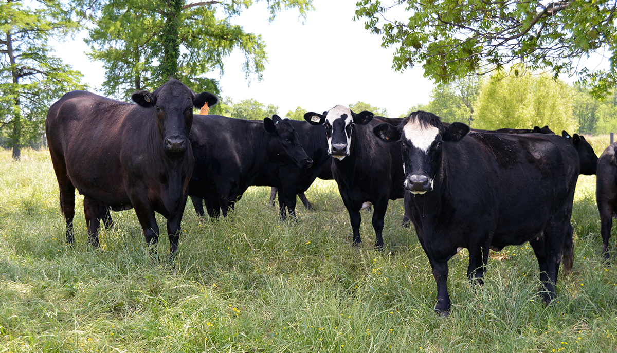 a group of cows stands in a grassy area near some trees