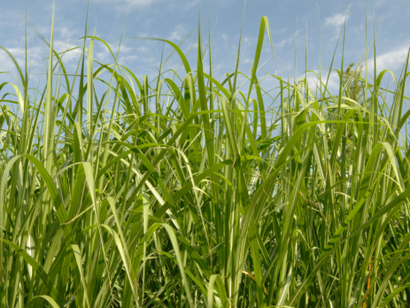 crops growing in a field