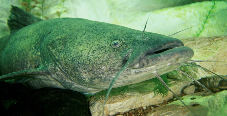 a closeup photo of the flathead catfish
