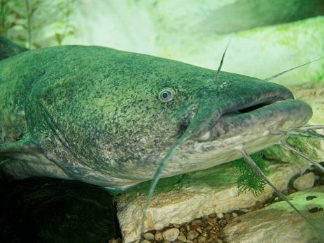a closeup photo of the flathead catfish