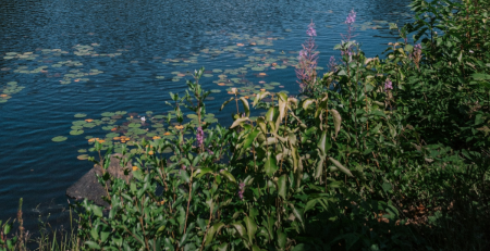 a Michigan lake with plants growing on the water and around the shore