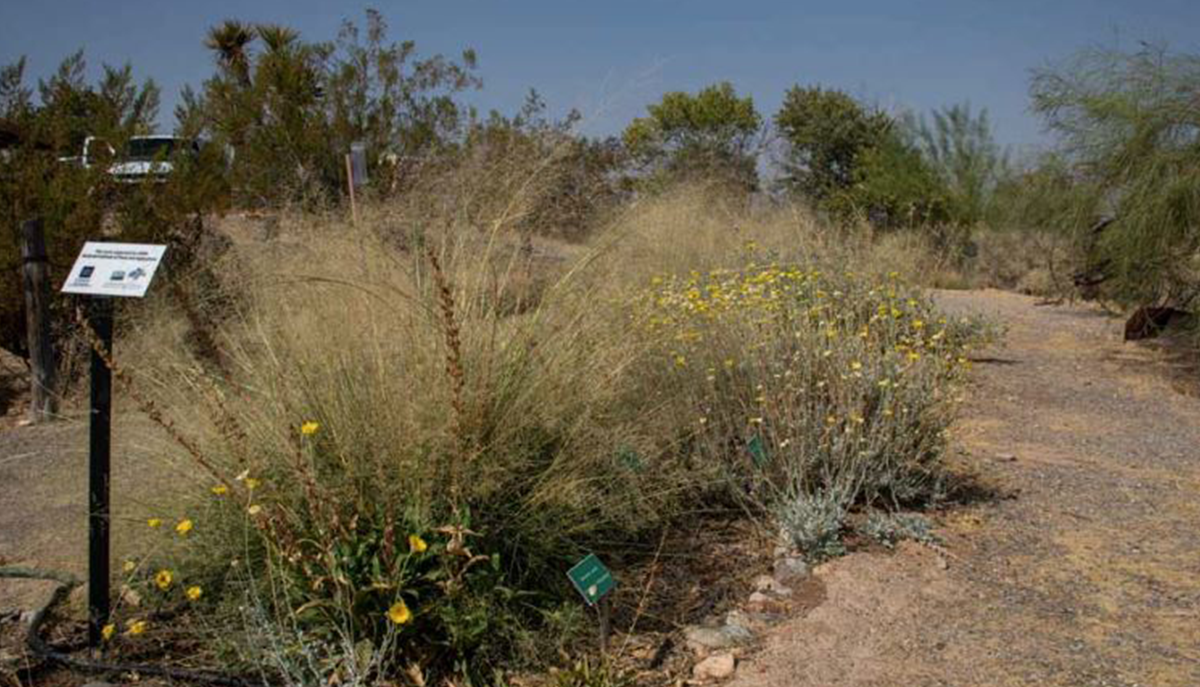 nature trail surrounded by native Nevada plants