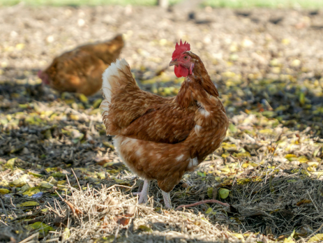 chicken in a field