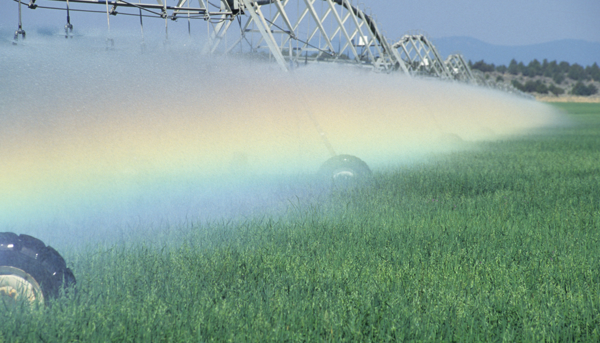 a rainbow shines through sprinkler mist on a field