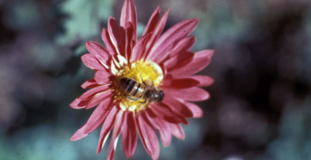 a honeybee sits in the middle of a flower
