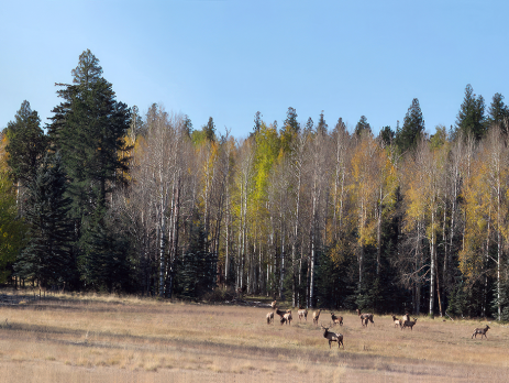 forest with wildlife