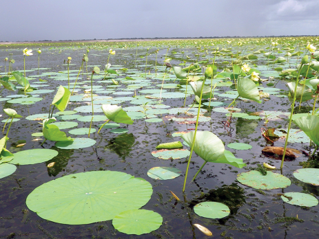 a body of water covered in lotus plants