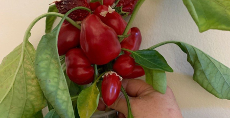 hand holding a potted pepper plant