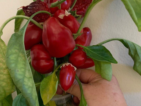hand holding a potted pepper plant