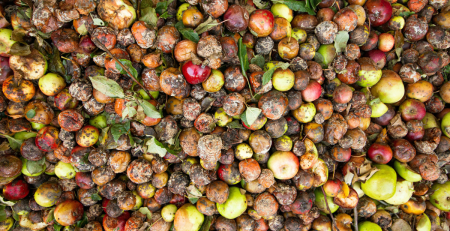 pile of rotten apples