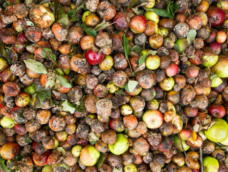 pile of rotten apples