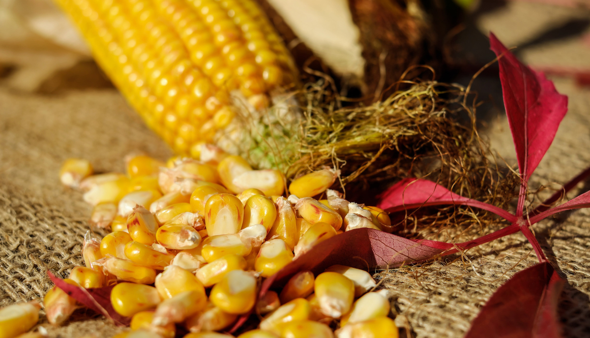 closeup of corn kernels