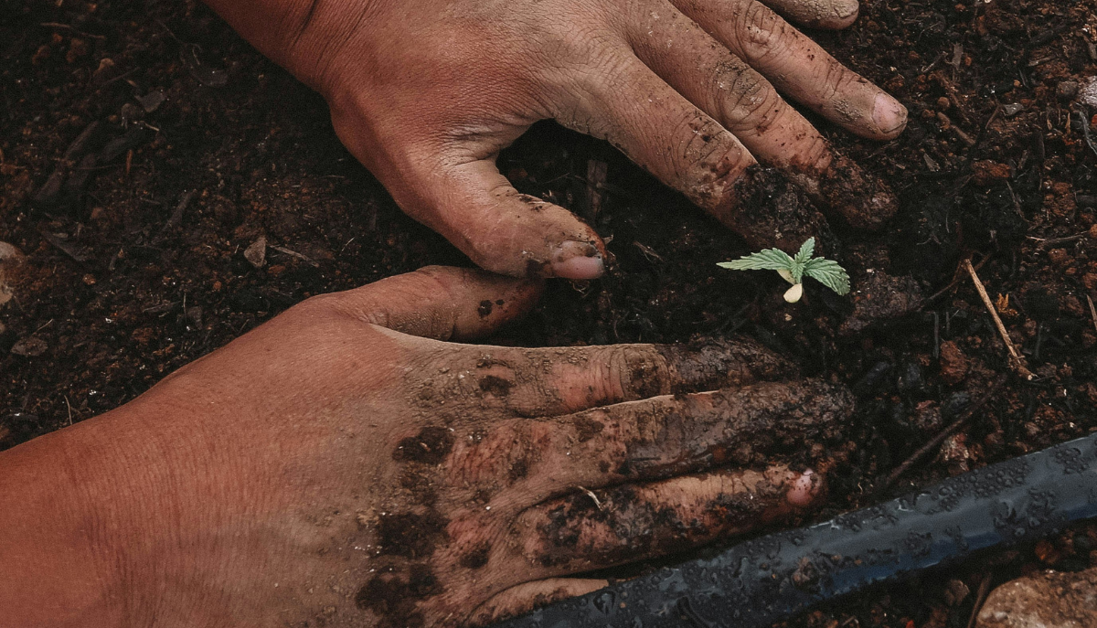 hands planting in soil